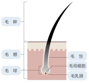 白髪は抜くと増える って本当 美容室アンジュ 大豆島店 長野店 篠ノ井店 中野店 上田グリーンパーク店